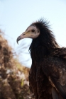 Picture of young Egyptian vulture