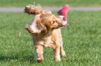 Picture of young English Cocker Spaniel retrieving