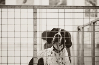 Picture of Young English Pointer cocking head at camera