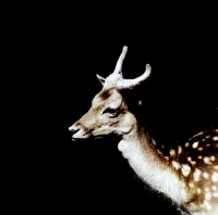 Picture of young fallow deer