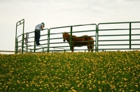 Picture of Young farm boy climbing over fence to catch his pony.