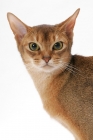 Picture of young female Abyssinian, head study