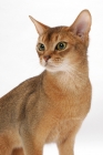 Picture of young female Abyssinian