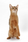Picture of young female Abyssinian