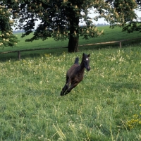 Picture of young foal in action at piber