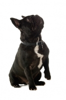 Picture of young French Bulldog looking up
