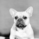 Picture of young french bulldog looking unsure