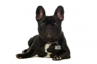 Picture of young French Bulldog lying down