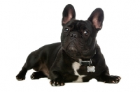 Picture of young French Bulldog lying down