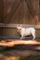 Picture of young French Bulldog near gate