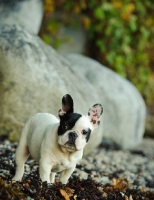 Picture of young French Bulldog near riverside