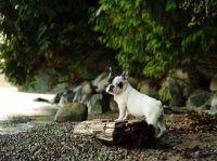 Picture of young French Bulldog near riverside