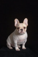 Picture of young French Bulldog on black background