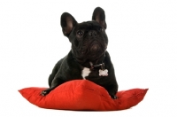 Picture of young French Bulldog on cushion