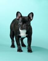 Picture of young French Bulldog on light blue background
