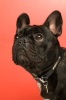 Picture of young French Bulldog on red background, looking up