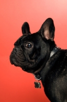 Picture of young French Bulldog on red background
