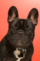 Picture of young French Bulldog on red background, looking at camera