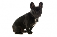 Picture of young French Bulldog on white background