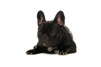 Picture of young French Bulldog resting