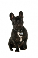 Picture of young French Bulldog sitting down