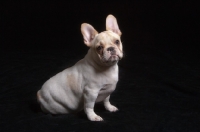 Picture of young French Bulldog sitting on black background