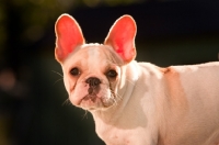 Picture of young French Bulldog