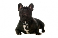 Picture of young French Bulldog