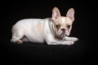 Picture of young French Bulldog