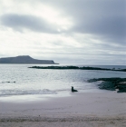 Picture of young galapagos sea lion alone on beach at seal island, loberia island, galapagos islands