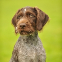 Picture of young German Pointer portrait