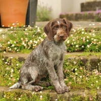 Picture of young German Pointer