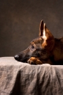 Picture of young German Shepherd Dog lying down with head down