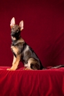 Picture of young German Shepherd Dog sitting