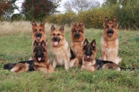 Picture of young German Shepherd Dogs (Alsatians)