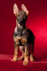Picture of young German Shepherd standing