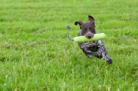 Picture of young German Shorthaired Pointer with dummy