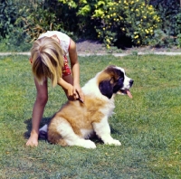 Picture of young girl grooming a st bernard puppy