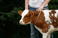 Picture of young girl holding a Red and White Holstein calf with a rope