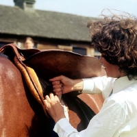 Picture of young girl tightening girth on her pony's saddle