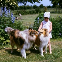 Picture of young girl with two rough collies