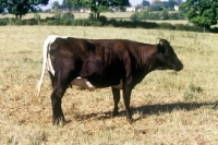 Picture of young gloucester cow
