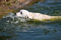 Picture of young Golde Retriever swimming