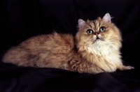 Picture of young golden persian cat