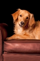 Picture of young Golden Retriever on chair