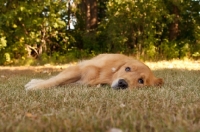 Picture of young Golden Retriever on grass
