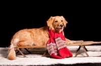 Picture of young Golden Retriever on sleigh