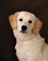 Picture of young Golden Retriever portrait