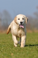 Picture of young Golden Retriever pup