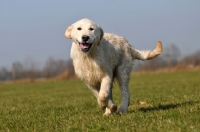 Picture of young Golden Retriever running in field